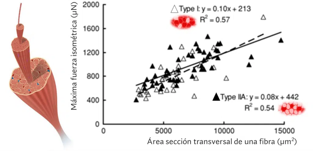 Las fibras musculares