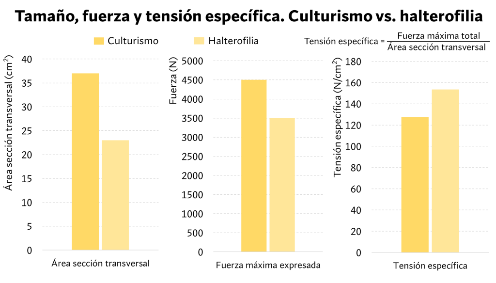 Valores promedio de tamaño de tríceps