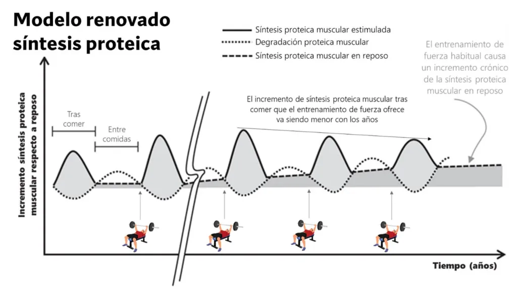 ¿Cuál es la mejor rutina para ganar músculo? - Según la ciencia 158 modelo renovado de síntesis proteica