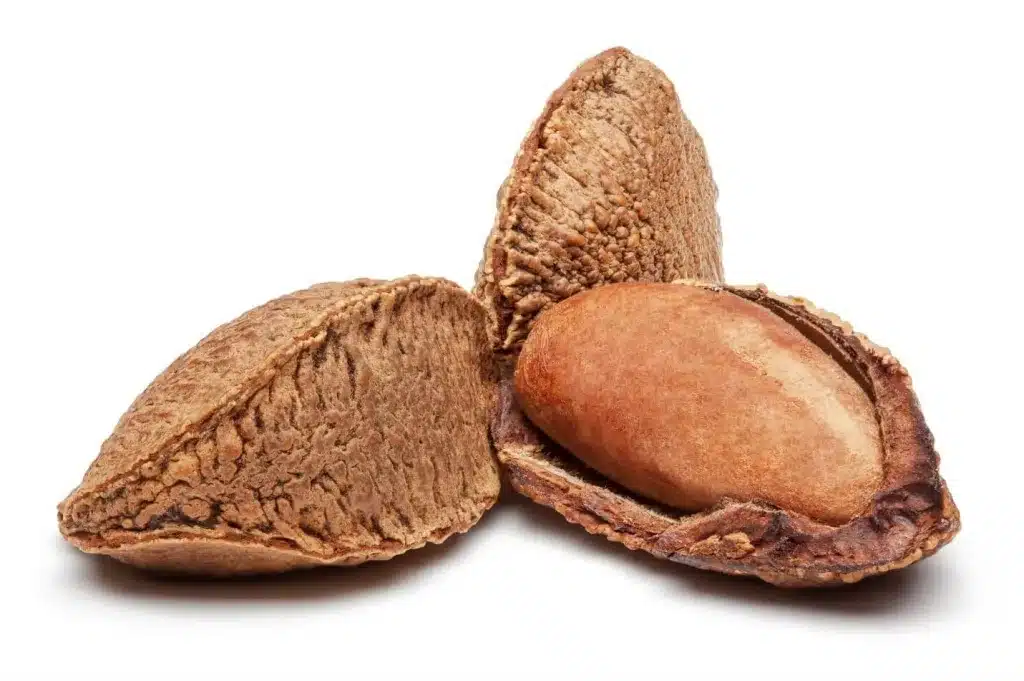 nueces de Brasil