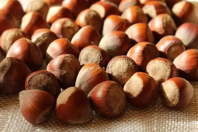 avellanas