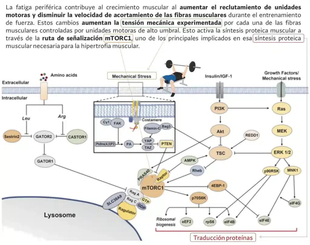 ¿Cuál es la mejor rutina para ganar músculo? - Según la ciencia 159 eventos musculares