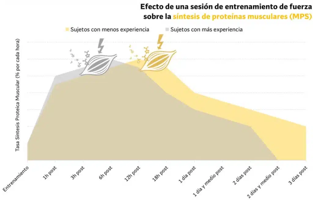 ¿Cuál es la mejor rutina para ganar músculo? - Según la ciencia 160 efecto de sesión de entrenamiento