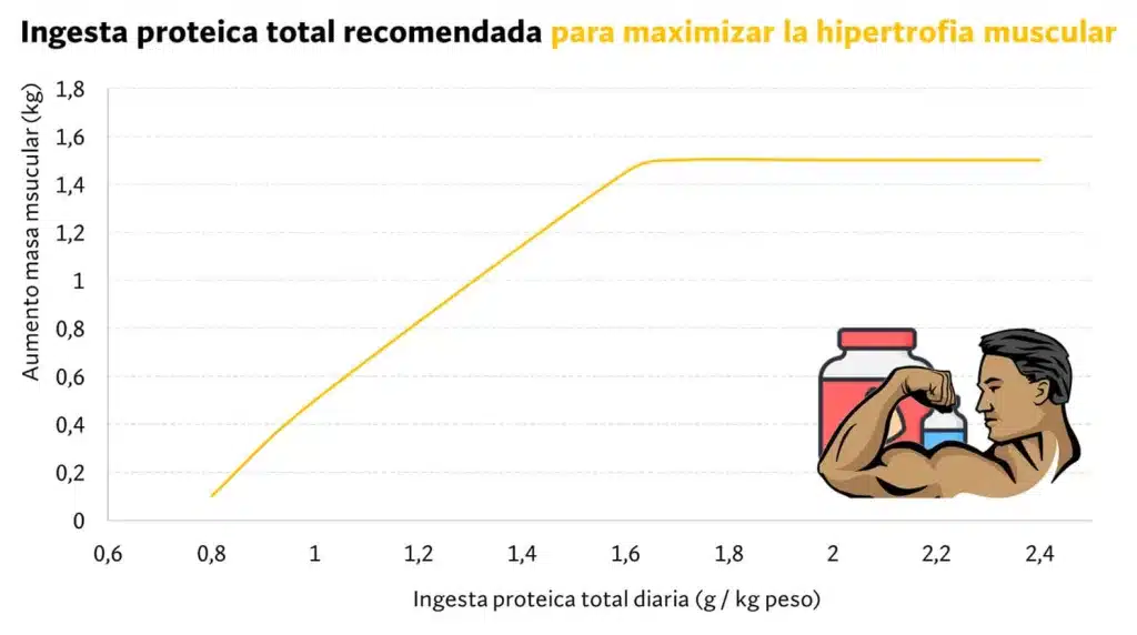 Cómo ganar masa muscular siendo flaco (ectomorfos) 235 ingesta proteica recomendada