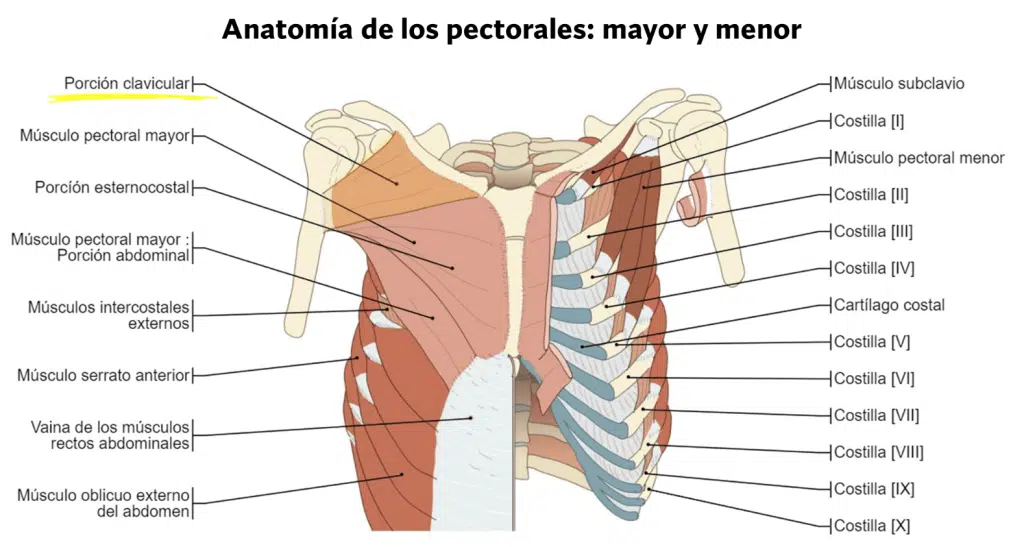 Press inclinado con mancuernas vs barra, diferencias y activación muscular 64 Anatomía del pectoral