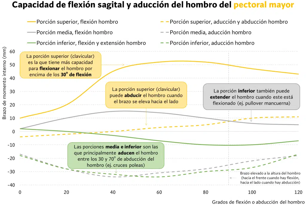 Press inclinado con mancuernas vs barra, diferencias y activación muscular 65 Flexión sagital y aducción del hombro