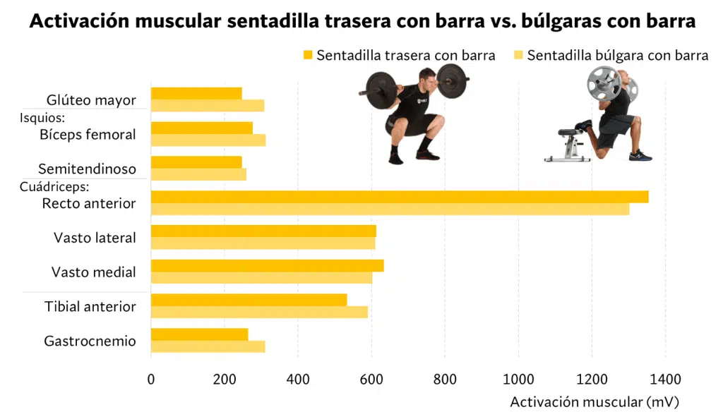Sentadilla búlgara vs sentadilla con barra, ¿cuál es mejor? 85 Activación muscular sentadilla