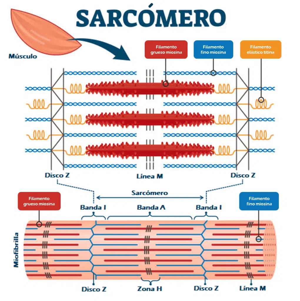Sarcómero muscular