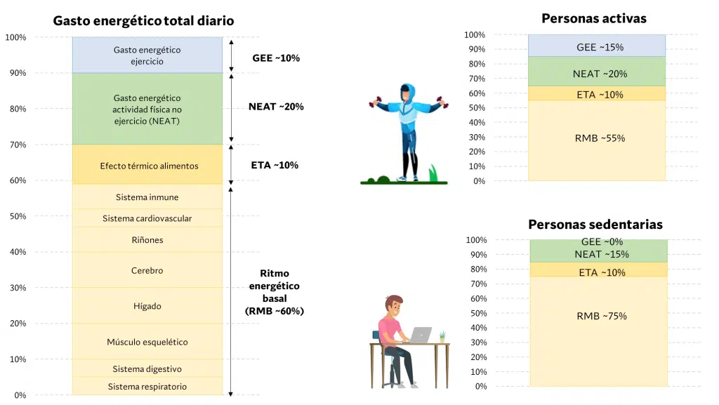 5 claves para definir los músculos de forma natural 2 Componentes del gasto energético