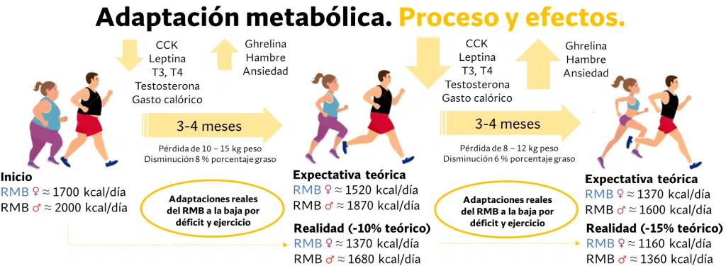 5 claves para definir los músculos de forma natural 4 Adaptación metabólica