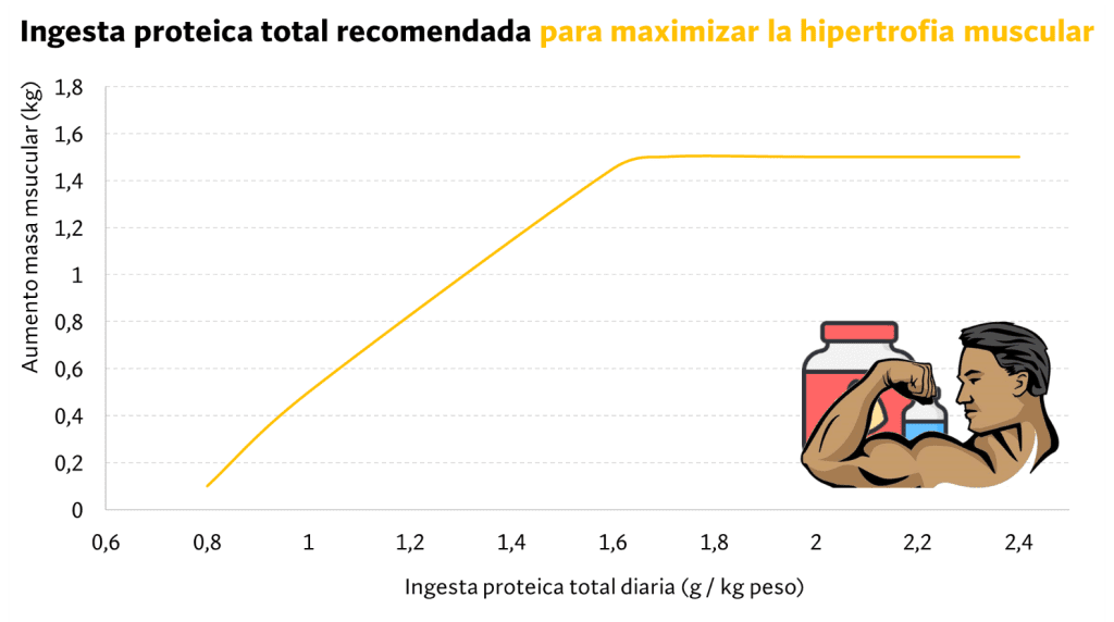¿Cómo funciona el aumento de masa muscular? 55 Gráfica aumento de masa muscular