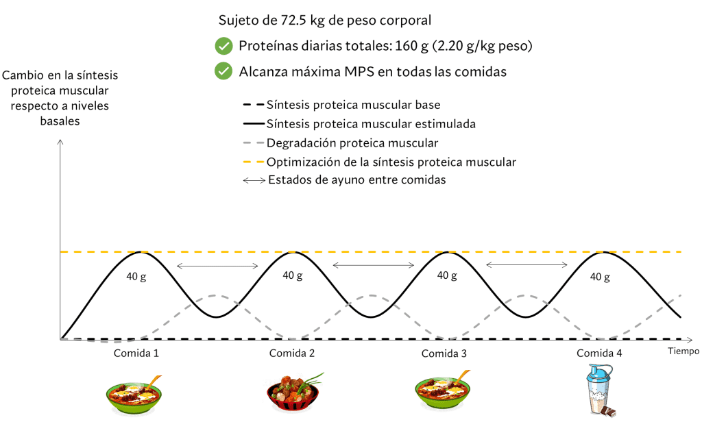 ¿Cómo funciona el aumento de masa muscular? 56 Distribución de las proteínas diarias