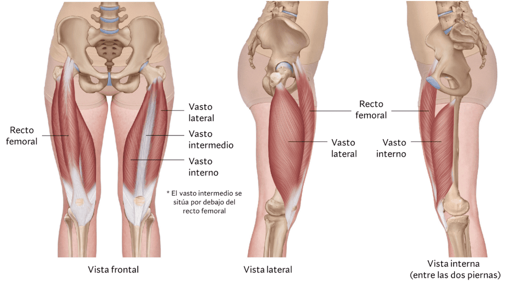 Grupo muscular cuádriceps