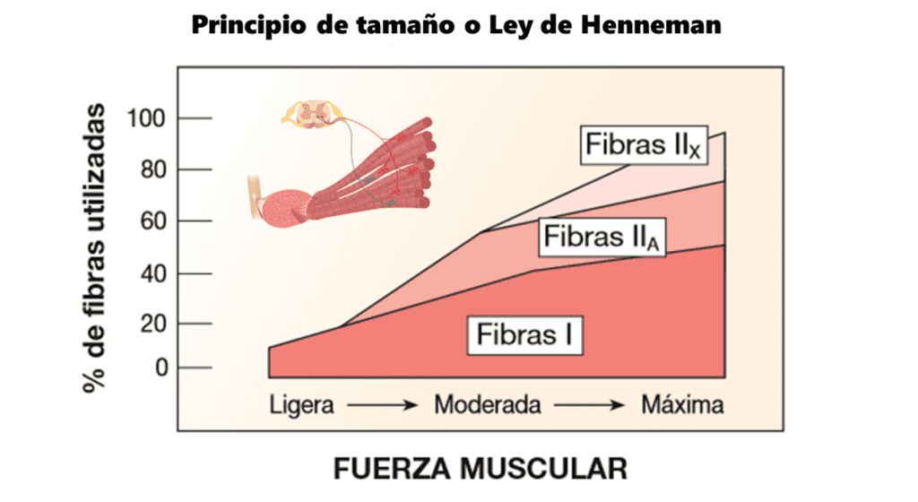 Principio de tamaño de Henneman