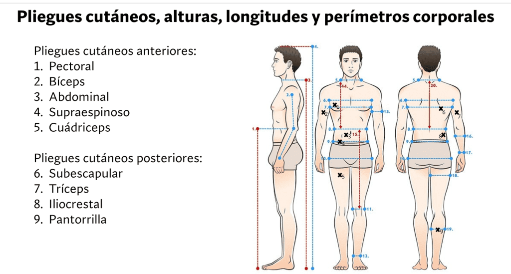 Test de medidas antropométricas
