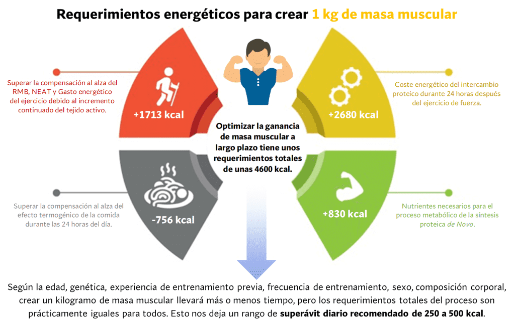 Requerimientos energéticos ganar masa muscular