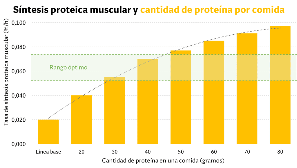 La utilización proteínas para síntesis proteica muscular