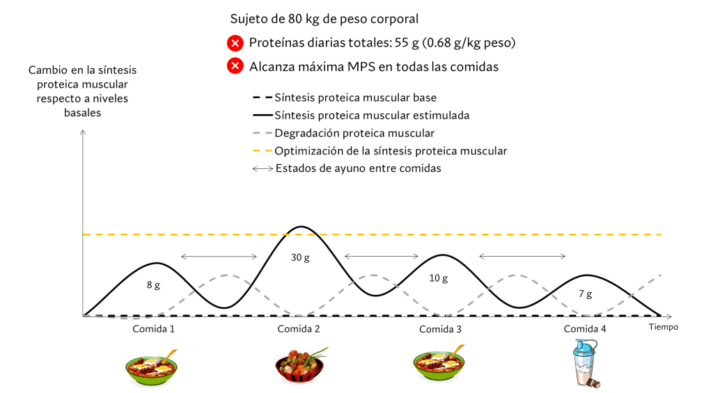 Distribución de las proteínas diarias