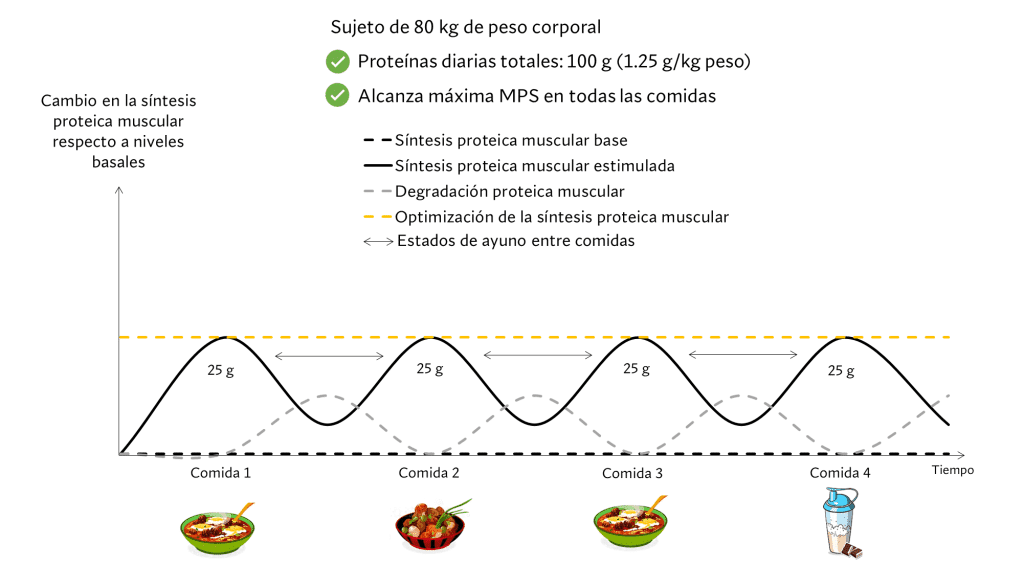 Proteínas diarias a lo largo de comidas del día
