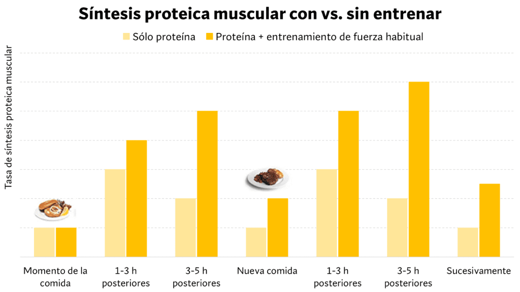 Comportamiento síntesis proteica muscular