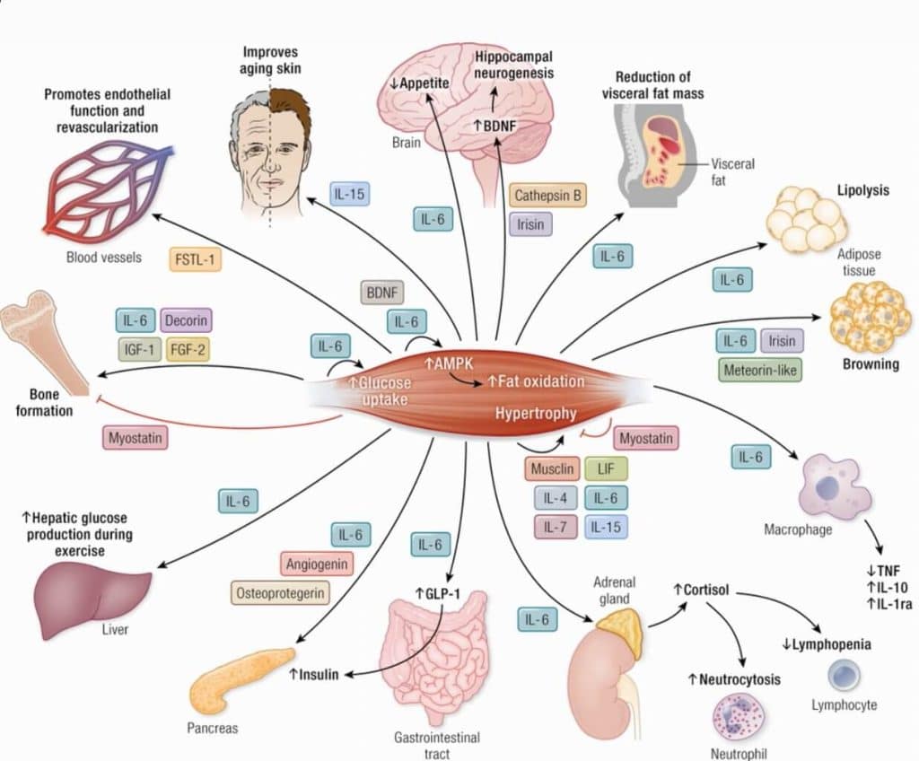 Músculo como órgano endocrino