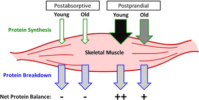 Musculatura esquelética adultos jóvenes y mayores