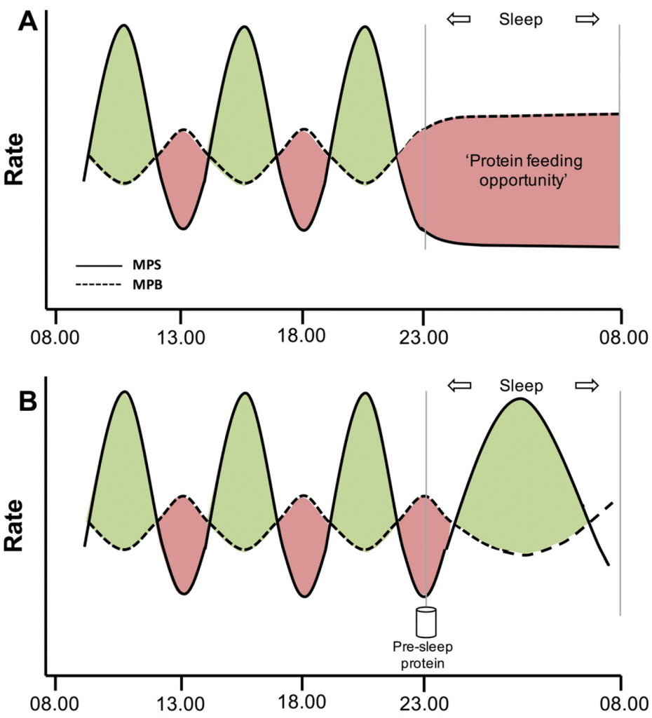 Síntesis y degradación proteínas musculares