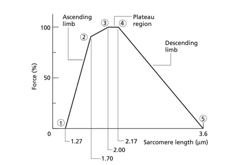 Relación longitud-fuerza típica