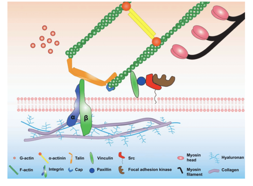 Arquitectura celular