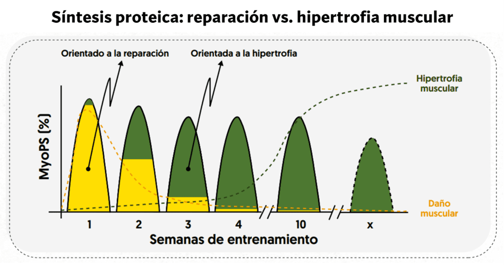 Destino de la síntesis proteica