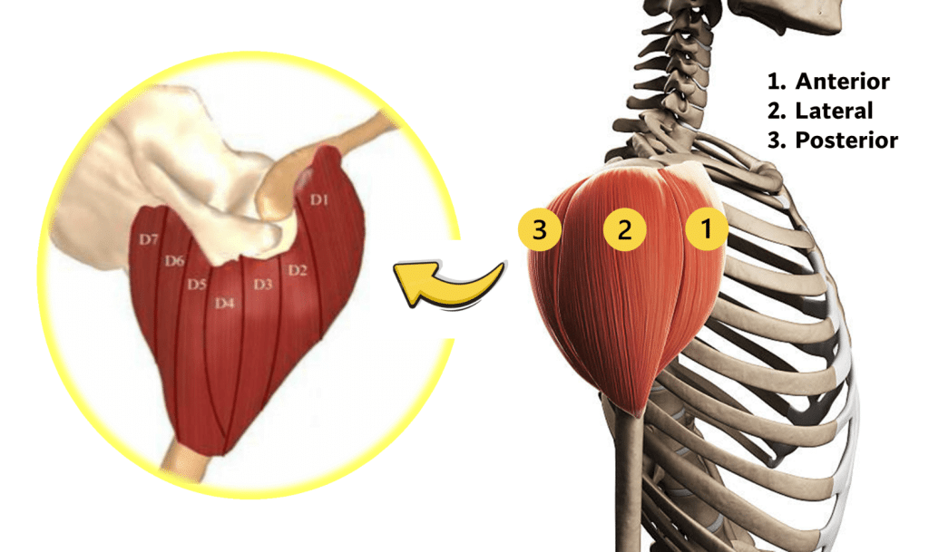 Anatomía y biomecánica del deltoides