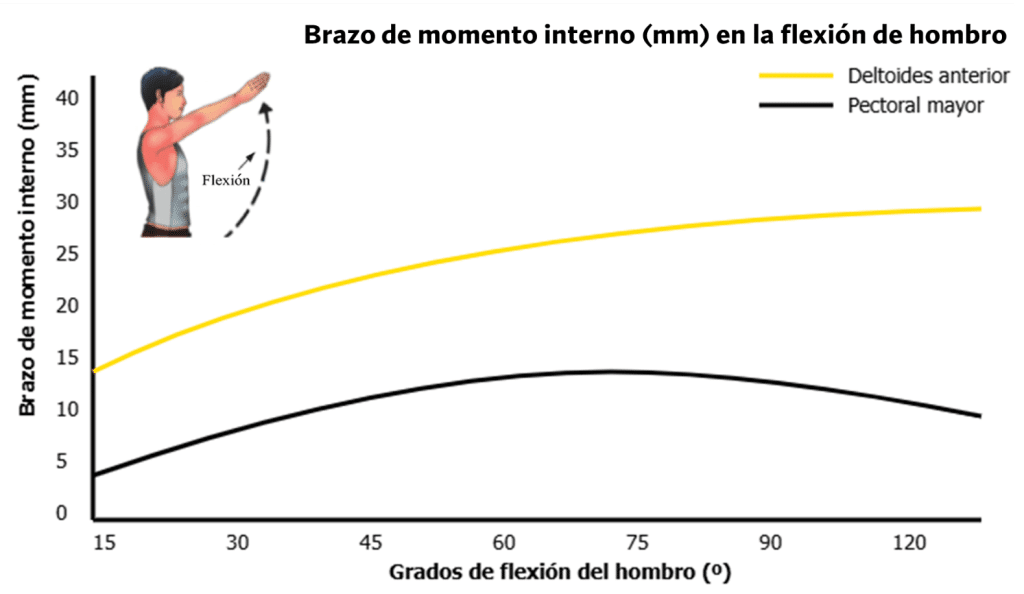 Comportamiento biomecánico del deltoides