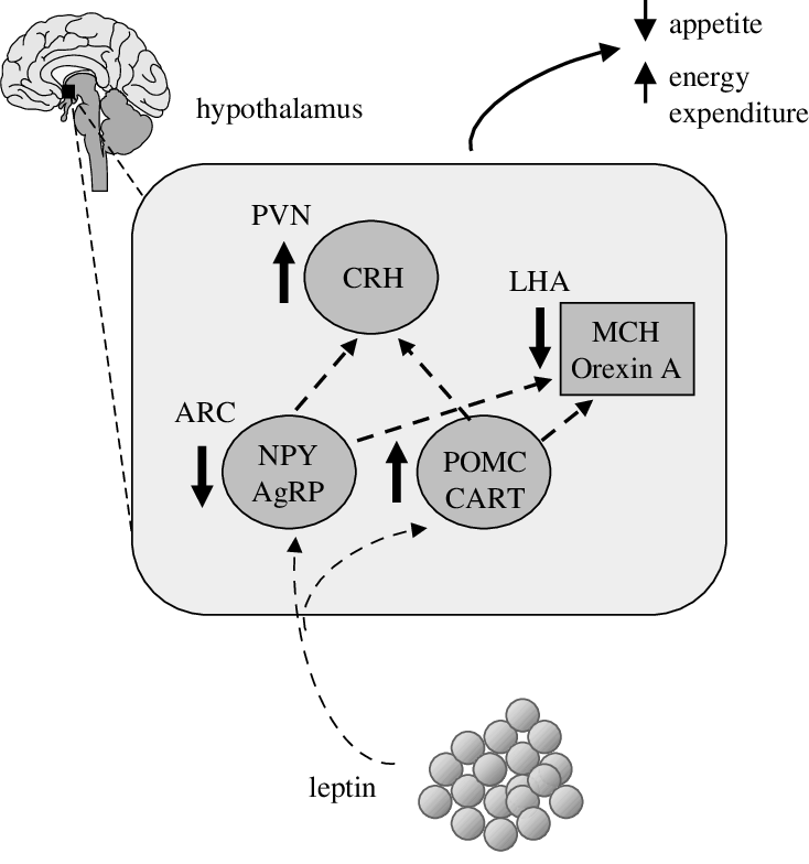 Esquema efecto de señalización leptina