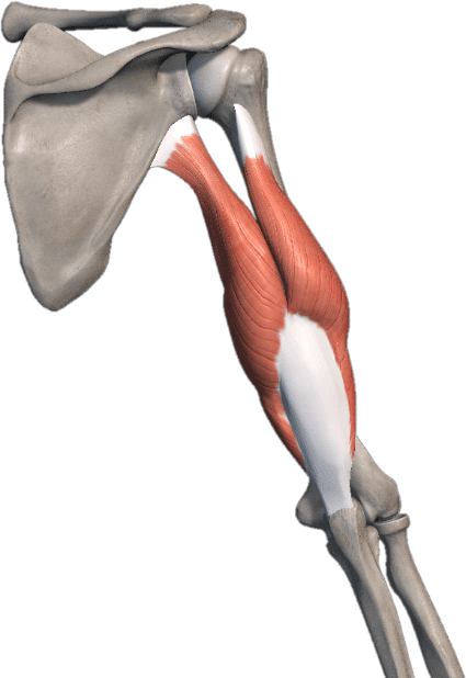 Musculo del tríceps