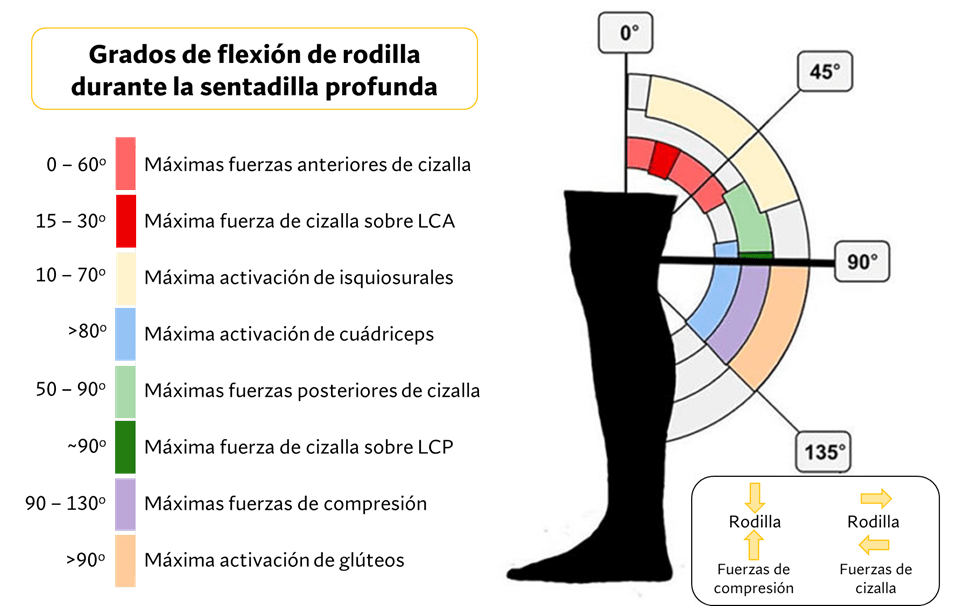 Profundidad sentadilla y grado actividad muscular