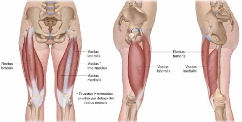 Músculo cuádriceps femoral