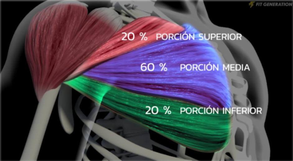 Anatomía y biomecánica del pectoral