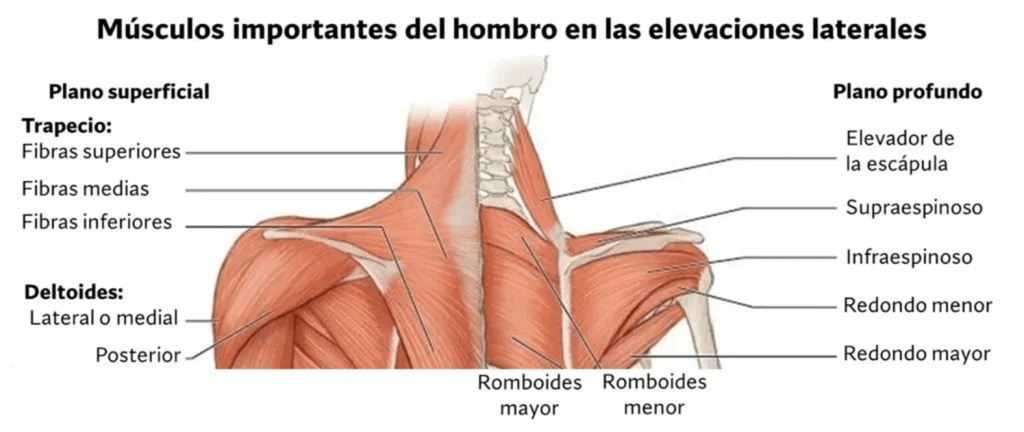 Músculos hombro en elevaciones laterales
