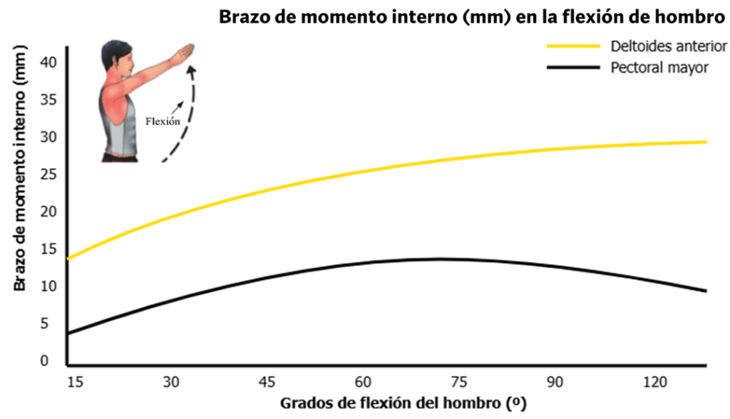 Brazo de momento interno del deltoides