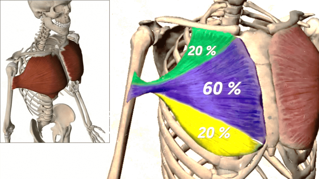 Anatomía del pectoral mayor