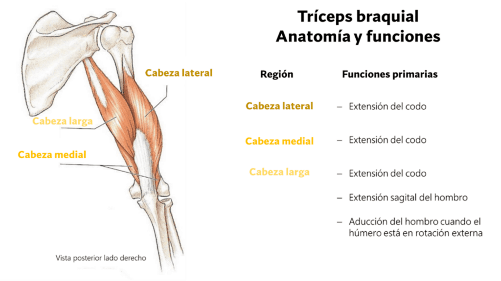 Anatomía y funciones del tríceps braquial