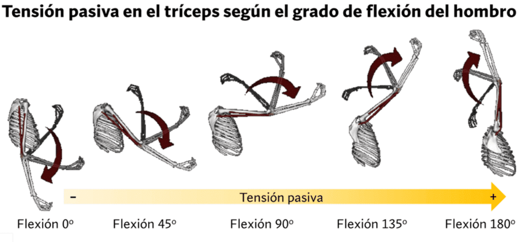 Tensión pasiva triceps según flexión
