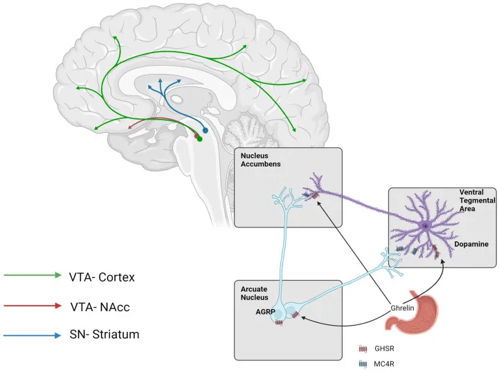 Conexiones cerebrales y hormonales