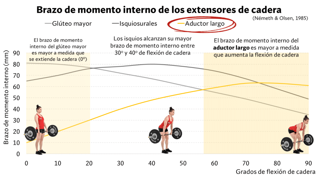 Brazo de momento interno extensores de cadera