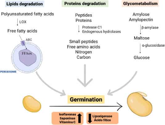 Germinación de semillas legumbres
