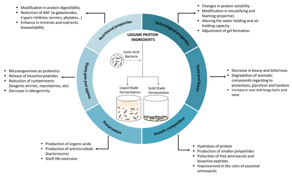 Fermentación de las legumbres