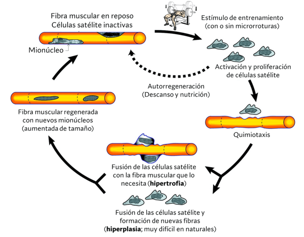 Respuesta de las fibras musculares 