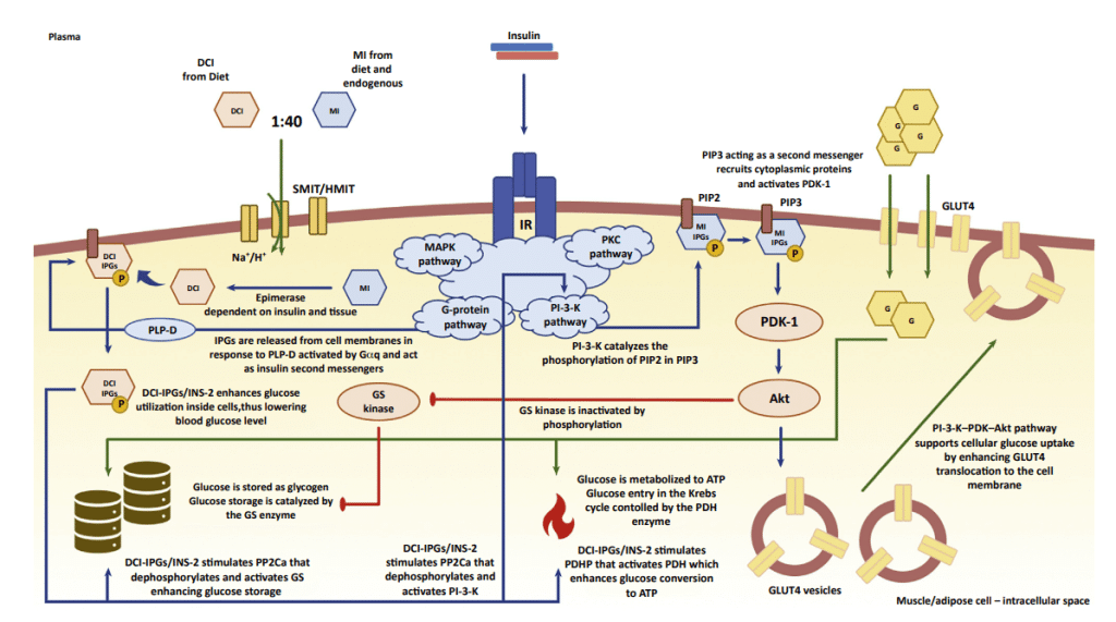 Gráfico regulación de la glucosa
