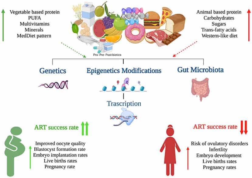 Patrones dietéticos influir en fertilidad