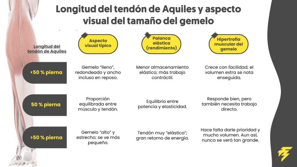 Longitud del tendón de Aquiles